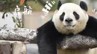 定了！福州熊猫世界，1月17日开园！