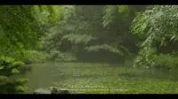 虎跑六月听雨