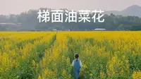 梯面红山村油菜花：开往春天的小火车已到站