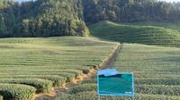 千岛湖抹茶庄园^_^~~
