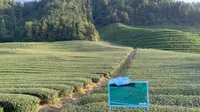 千岛湖抹茶庄园^_^~~