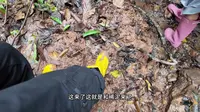 西双版纳基诺山热带雨林徒步避坑指南