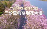 广州海珠湿地公园🌸三公里粉色紫荆大道