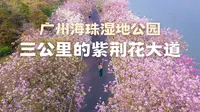广州海珠湿地公园🌸三公里粉色紫荆大道