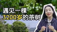 在临沧，遇到3200年古茶树开采，真的好神奇，这竟然是棵茶树！