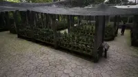 重庆南山植物园 兰园