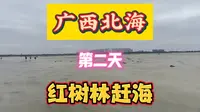 广西北海第二天红树林赶海