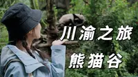四川|都江堰熊猫谷一日游攻略，梅兰肉肉太可爱啦！