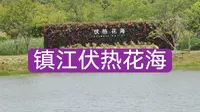 26.05.17江苏镇江伏热花海