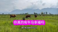 云南大理鹤庆草海湿地，放牛也是一种幸福生活；文艺青年心中诗和远方