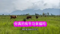 云南大理鹤庆草海湿地，放牛也是一种幸福生活；文艺青年心中诗和远方