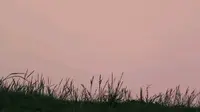 宁波东钱湖象坎日月坡夕阳长焦草坪FHD用佳能PowerShotSX700HS拍摄