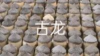 古龙酱文化园