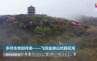 500119A01金佛山杜鹃花（5A、国家级重点风景名胜、世界自然遗产)4月下旬5月上中旬