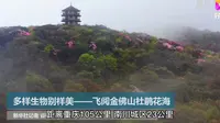 500119A01金佛山杜鹃花（5A、国家级重点风景名胜、世界自然遗产)4月下旬5月上中旬