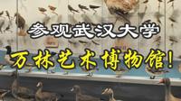 1247种鸟类标本! 参观武汉大学万林艺术博物馆 一次性看完中国99%鸟类~