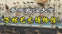 1247种鸟类标本! 参观武汉大学万林艺术博物馆 一次性看完中国99%鸟类~