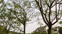 四川泸州 张坝桂圆林