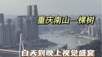 我花了37块钱，看了一棵树.实拍重庆一棵树，俯瞰重庆绝佳的位置，白天到晚上太喜欢这种感觉了