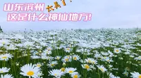 山东滨州十里荷塘，这到底是什么神仙地方啊！也太美了吧！