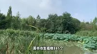 重庆璧山观音塘湿地公园攻略