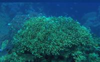 亚龙湾海底世界-半潜艇海底观光