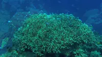 亚龙湾海底世界-半潜艇海底观光