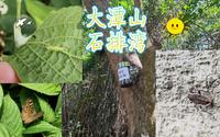 【4K】澳门大潭山&石排湾郊野公园看看熊猫，看看小虫子们，无奈天气炎热