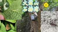 【4K】澳门大潭山&石排湾郊野公园看看熊猫，看看小虫子们，无奈天气炎热