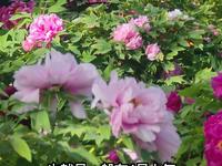 不用去洛阳了，来西安兴庆宫公园赏牡丹，花开正当时