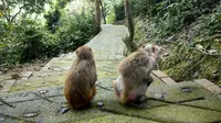 南宁隆安龙虎山，几大猴群满地跑不怕生人，近距离观察猴子