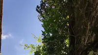 【旅行】［扬州］鉴真大道