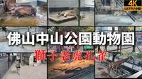 [4K] 佛山中山公園動物園：城市裡的秘密動物世界 | 獅子老虎孔雀河馬全接觸！重溫童年記憶 | Foshan Zhongshan Park Zoo Walk