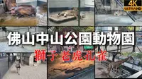 [4K] 佛山中山公園動物園：城市裡的秘密動物世界 | 獅子老虎孔雀河馬全接觸！重溫童年記憶 | Foshan Zhongshan Park Zoo Walk