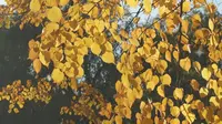 哈尔滨·黑龙江省森林植物园