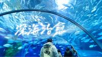 如果生活让你窒息，不如沉入这155米的深蓝｜上海海洋水族馆vlog