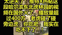 太逆天了！推特X热帖这段哈尔滨东北虎林园的视频在国外火了，播放量超过400万，老虎碰了碰旁边虎：你吃吧，我实在吃不下了！！