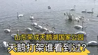 山东荣成天鹅湖国家公园，天鹅打架难得一见！