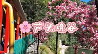 出游小记| 芦头境谷