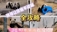 🎉 超值！岳阳中华大熊猫苑游玩全攻略，让你轻松get萌宠乐趣，萌得更让你拔不动腿！🐾