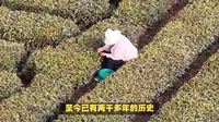成都成佳茶乡：探秘绿茶之源，品味茶韵之旅！