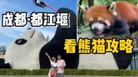 都江堰熊猫谷一日游|如何偶遇小熊猫？熊猫也信佛？！