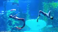 海底世界真奇妙 ~青岛海底世界~美人鱼表演全程录像。2021-5-23