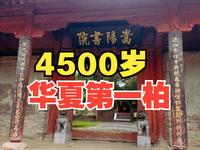 4K【嵩阳书院】汉封将军柏|大唐嵩阳观纪圣德感应碑|嵩阳寺碑|四大书院之一