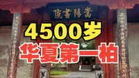 4K【嵩阳书院】汉封将军柏|大唐嵩阳观纪圣德感应碑|嵩阳寺碑|四大书院之一