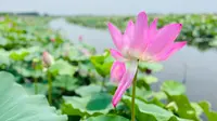 夏日出游VLOG：20220720君山团湖荷花公园