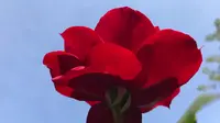【vlog】从化宝趣玫瑰世界｜待春暖花开之时我们再相聚