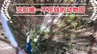 沈阳唯一不花钱的动物园 长白岛森林公园