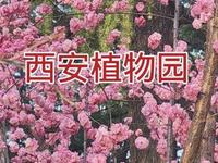 阳春三月赏花好时机，西安植物园花费不到20块，能赏各种名花