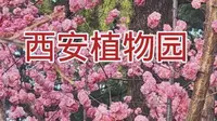 阳春三月赏花好时机，西安植物园花费不到20块，能赏各种名花